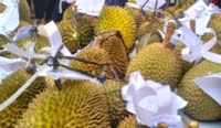 Pesta makan 1000 durian desa Nangka